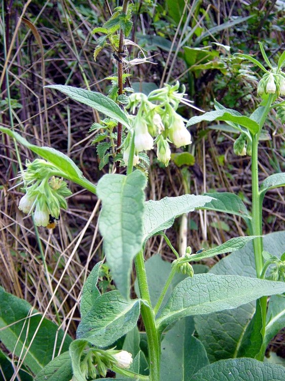 Symphytum officinale